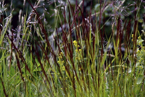 Flora