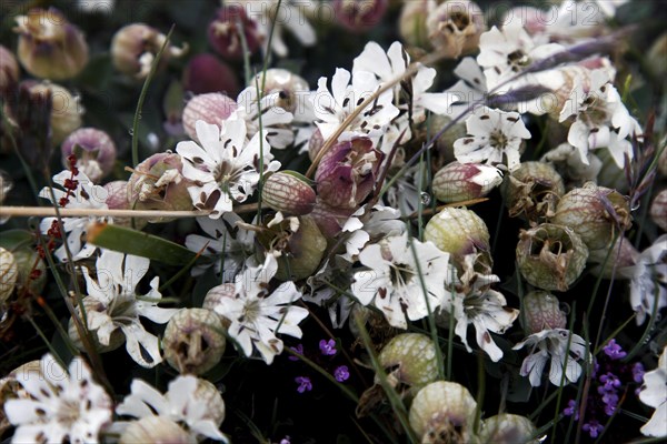 Sea campion