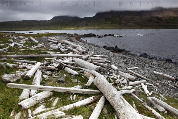 Driftwood