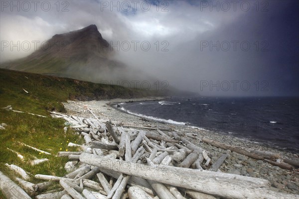 Driftwood