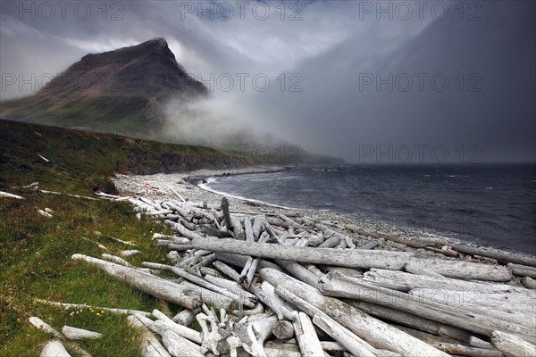 Driftwood