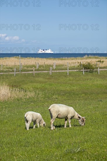 Ewe and lamb on the dike