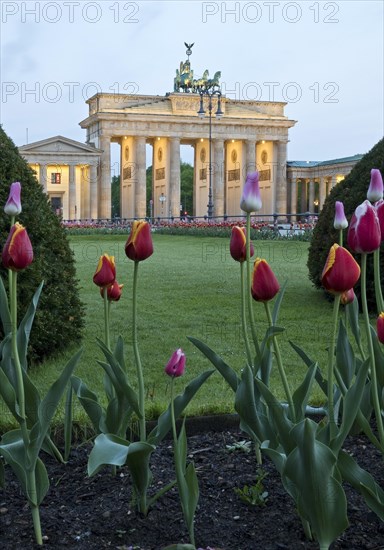 Illuminated Brandenburg Gate with tulips and Pariser Platz in the early morning
