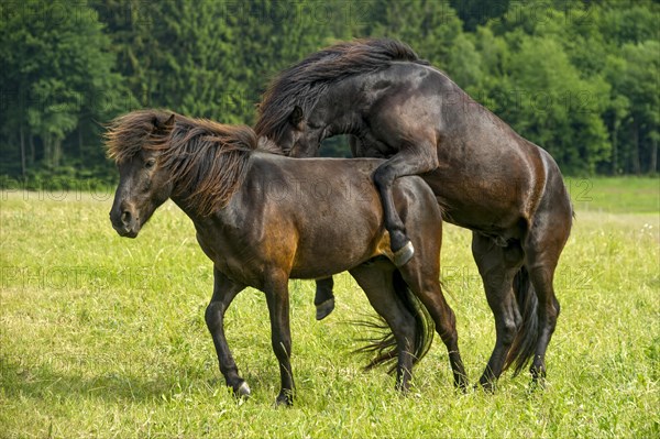 Horses