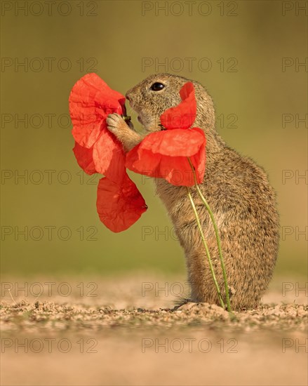 European gopher (Spermophilus citellus) feeding on poppy blossom