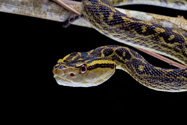 Habu (Protobothrops flavoviridis) Okinawa