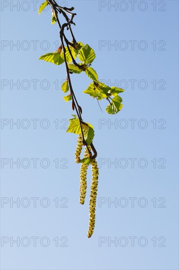 Close-up of hazelnut bush flowering catkins against blue sky