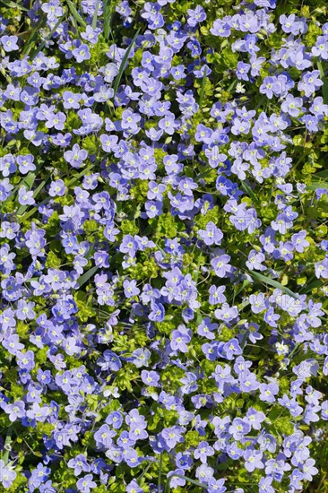 Close-up of slender speedwell (Veronica filiformis)