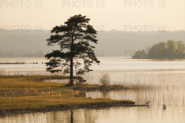 Large pine tree in the backlight at the lake of Zurich near Hurden in the canton Schwyz