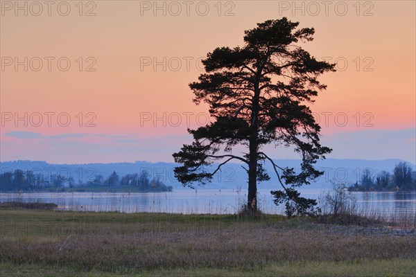 Large pine tree in the backlight at the lake of Zurich near Hurden in the canton Schwyz