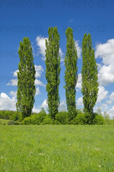 Four large poplars in green meadow under cloudy sky in sunshine