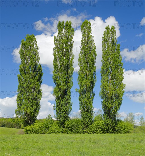 Four large poplars in green meadow under cloudy sky in sunshine