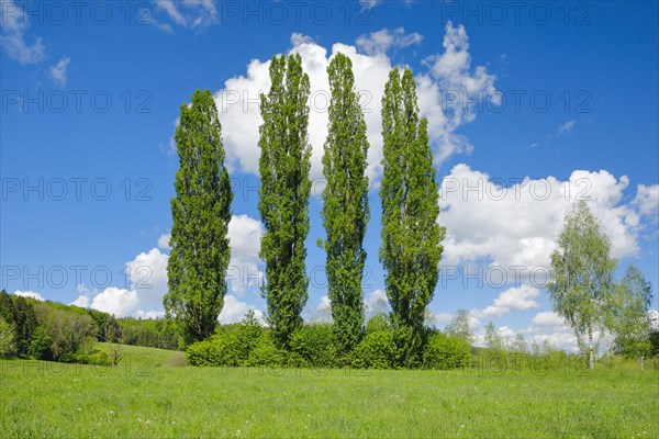 Four large poplars in green meadow under cloudy sky in sunshine