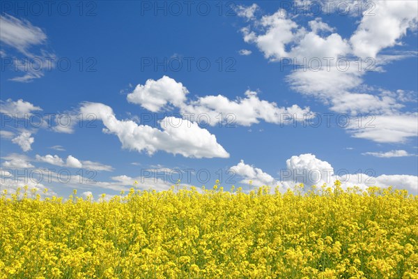 Rape field in bloom under blue sky