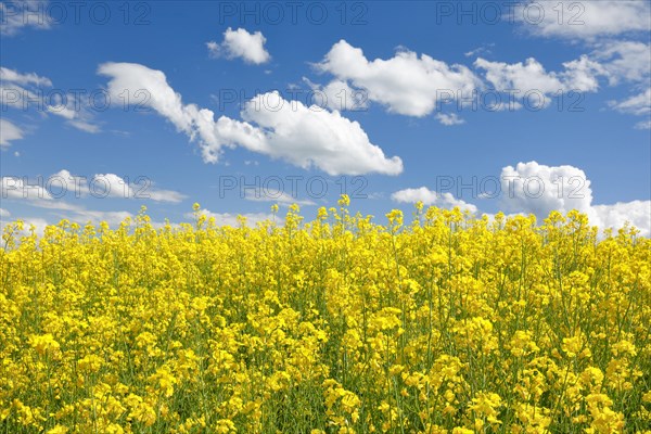 Rape field in bloom under blue sky