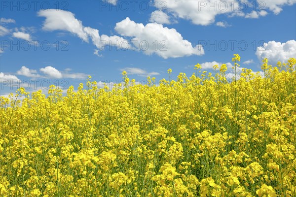 Rape field in bloom under blue sky