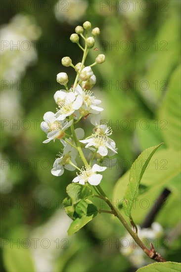 Close-up of flowers of the common weeping cherry in spring