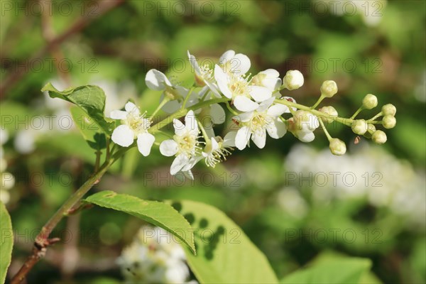 Close-up of flowers of the common weeping cherry in spring