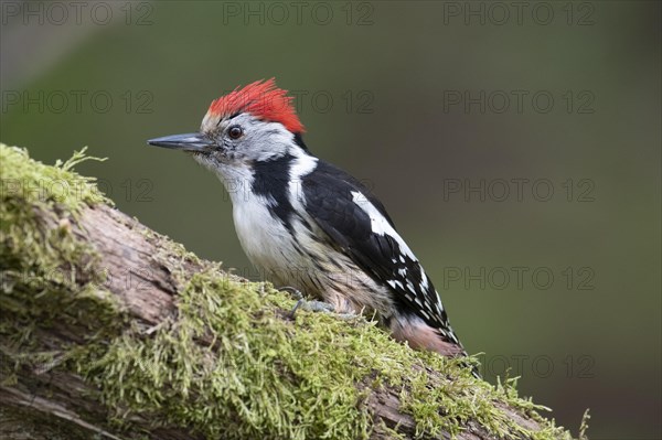 Middle spotted woodpecker (Dendrocopos medius)
