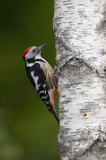 Middle spotted woodpecker (Dendrocopos medius)