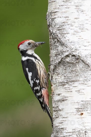 Middle spotted woodpecker (Dendrocopos medius)