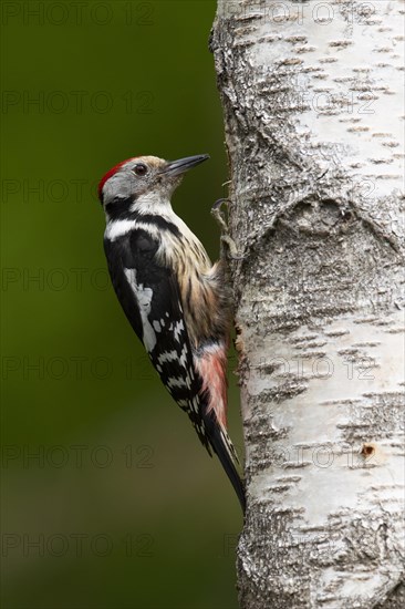 Middle spotted woodpecker (Dendrocopos medius)