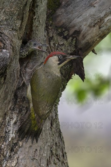 Middle spotted woodpecker (Dendrocopos medius)