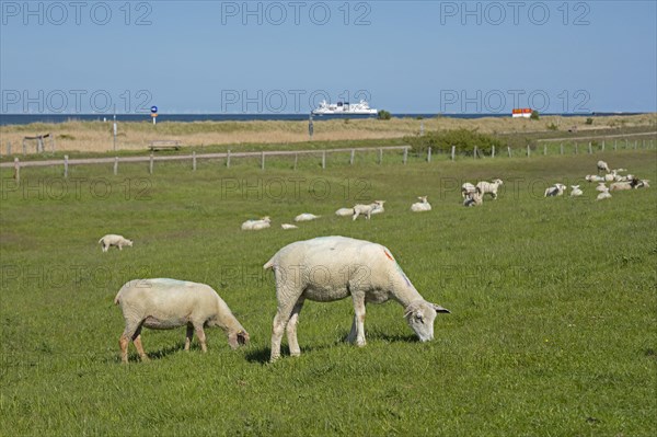 Sheep on the dike