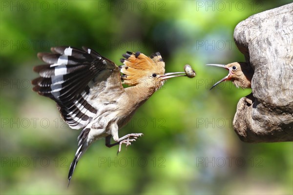 Hoopoe (Upupa epops)