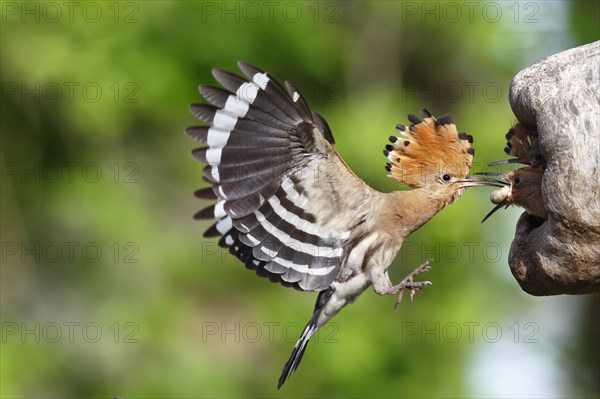 Hoopoe (Upupa epops)