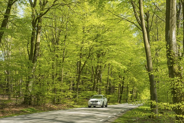 Car drives through Deciduous forest in springtime