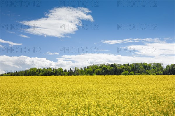 Rape field in bloom under blue sky