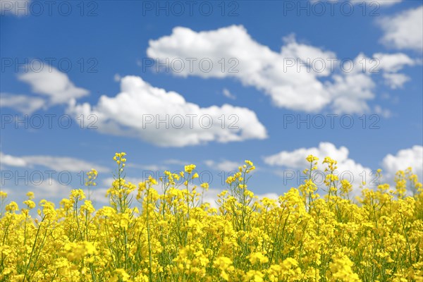 Rape field in bloom under blue sky