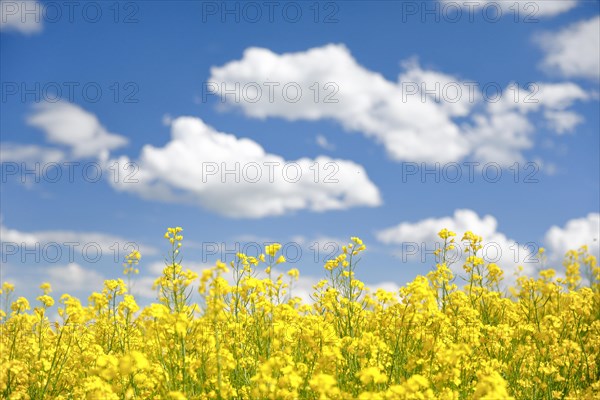 Rape field in bloom under blue sky