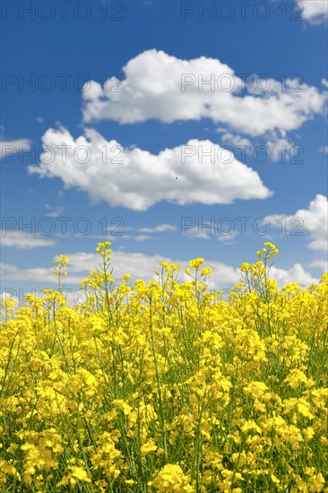Rape field in bloom under blue sky