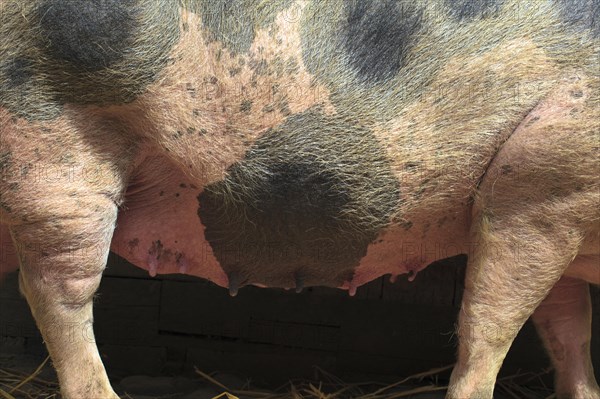 Bunte Bentheimer pig