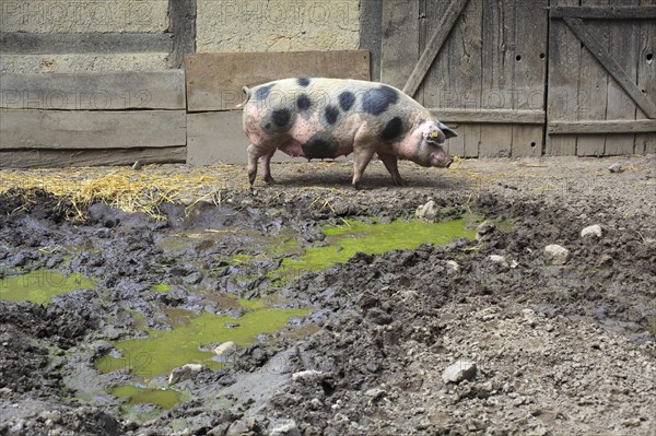 Bunte Bentheimer pig