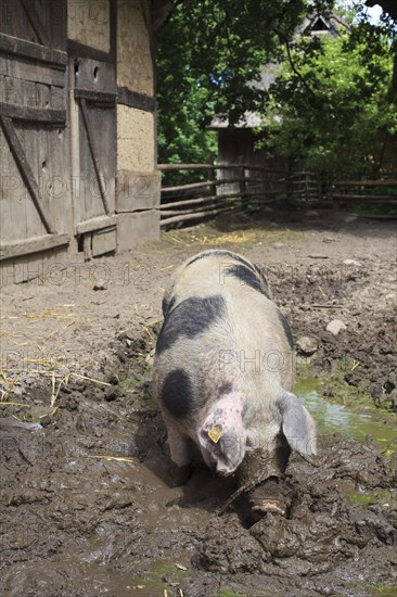 Bunte Bentheimer pig