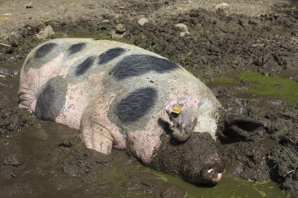 Bunte Bentheimer pig