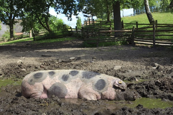 Bunte Bentheimer pig