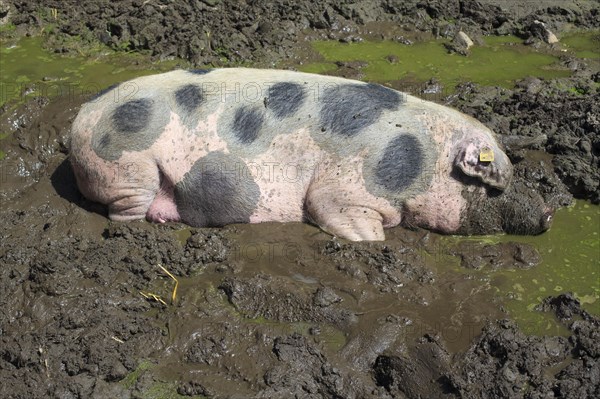 Bunte Bentheimer pig