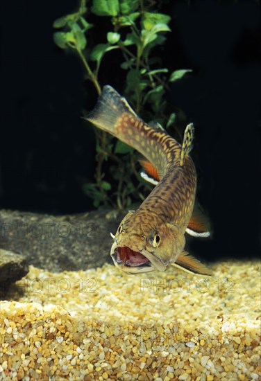 Brook Trout (salvelinus fontinalis)