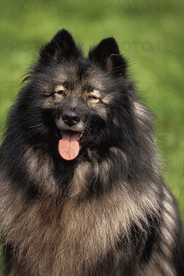 Wolfsspitz