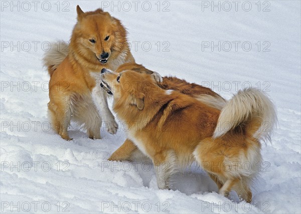Icelandic dog or Icelandic shepherd dog