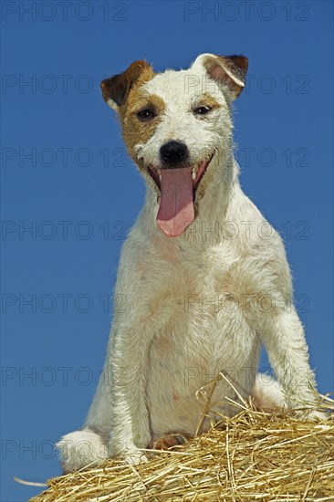 Jack Russell Terrier