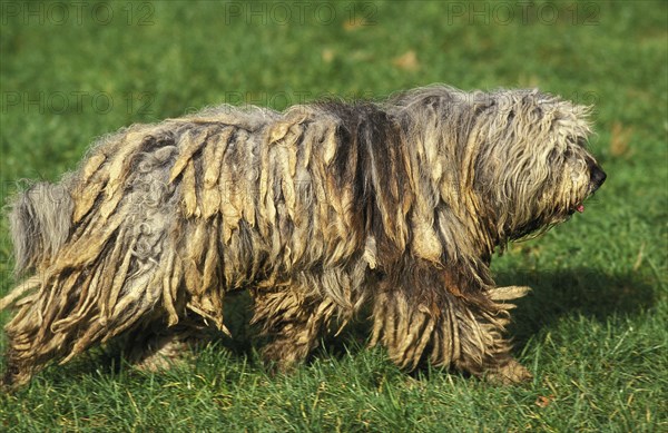 Bergamo shepherd dog or Bergamo shepherd dog