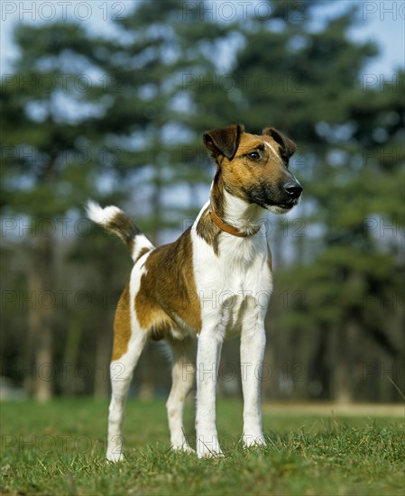 Fox terrier