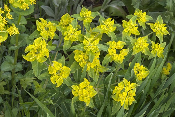 Cushion spurge (Euphorbia epithymoides)
