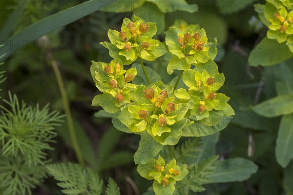 Many-coloured spurge (Euphorbia epithymoides)