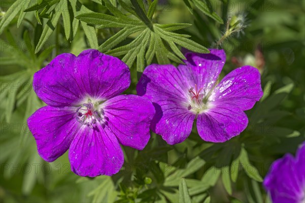 Blood-red Bloody cranesbill (Geranium sanguineum)